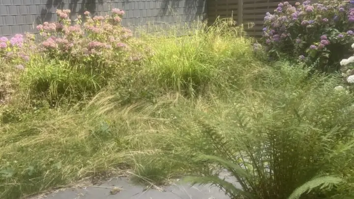 Innenhofgarten vor dem Einsatz, hoch gewachsenes Gras überwuchert die Beete.